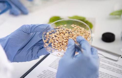 Imagem sobre <span>A Sangati Berga oferece consultoria e diagnóstico técnico voltados à melhoria dos resultados em plantas de beneficiamento de cereais.</span>